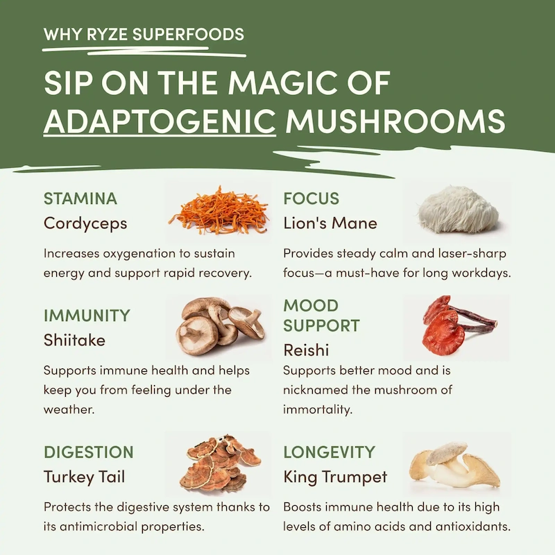 Mushroom Matcha (1 Pack - 30 Servings) - Image 4